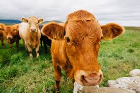 Full Support Package from DAFM in eradicating BVD in Ireland