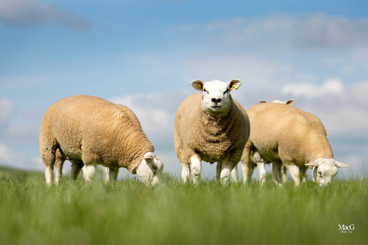 Why Ewe-reka is the Number One Choice for Rearing Lambs