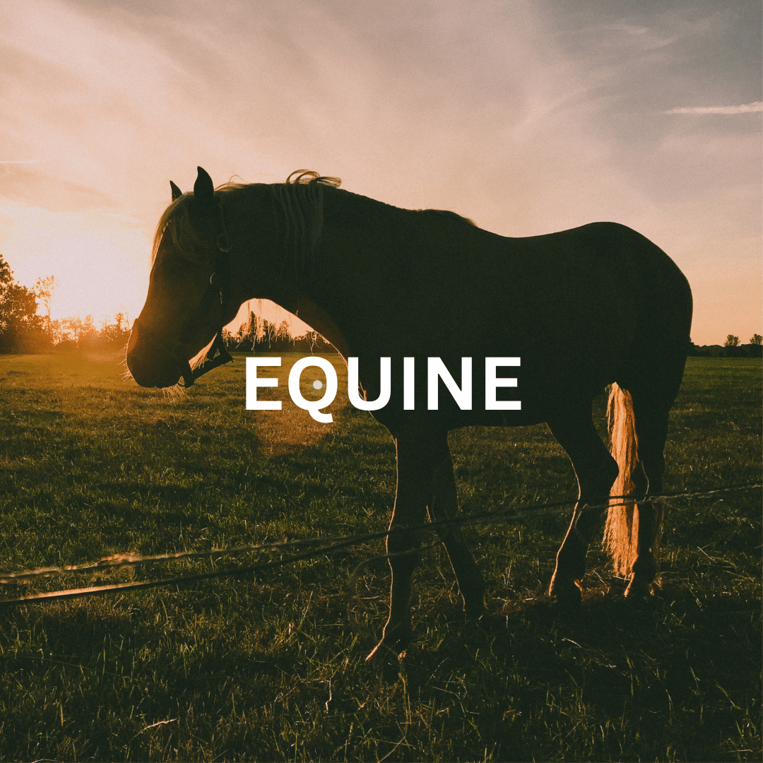 Equine