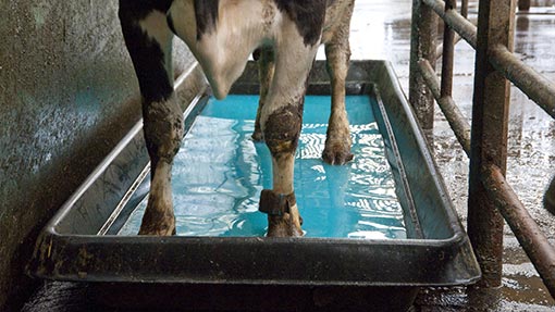 JFC Agri Cattle Footbath