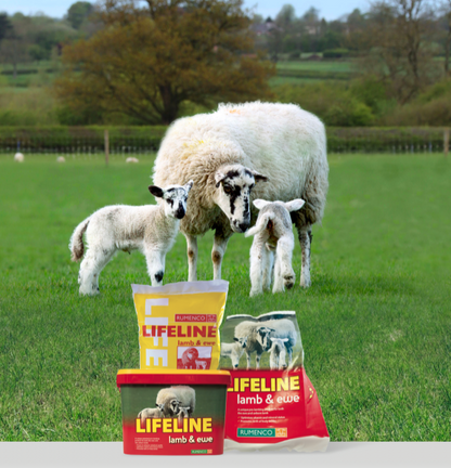 Lifeline Lamb and Ewe Bucket by Uniblock