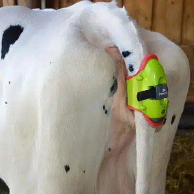 Moocall Calving Sensor