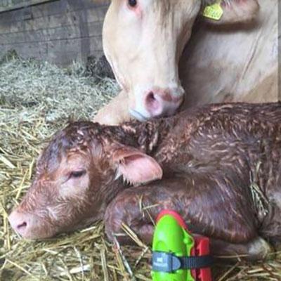 Moocall Calving Sensor