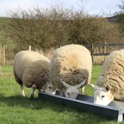 Galvanised Sheep Floor Feeding Trough Multiple Sizes